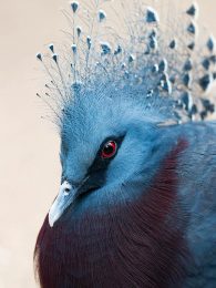 Victoria crowned pigeon