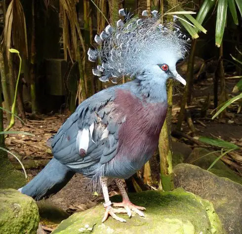 Victoria crowned pigeon