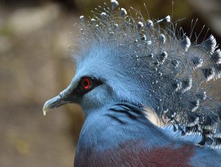 Victoria crowned pigeon