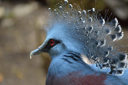 Victoria crowned pigeon