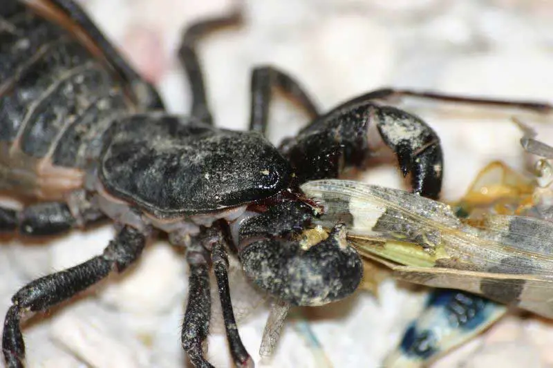 Giant Vinegaroon The Animal Facts Appearance, Diet, Habitat, Behavior