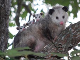 virginia opossum