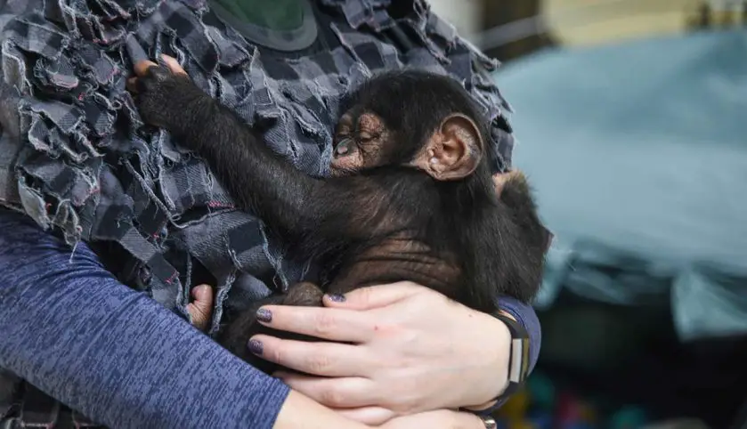 maryland zoo chimpanzee