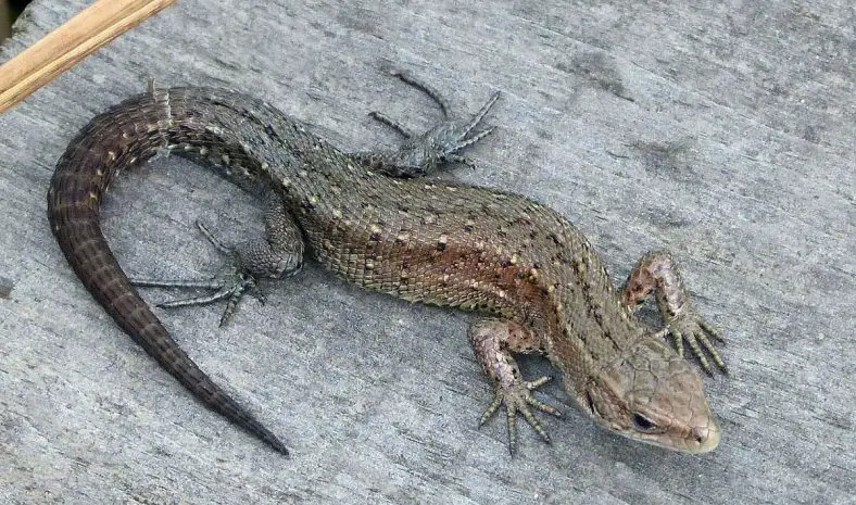 Viviparous Lizard