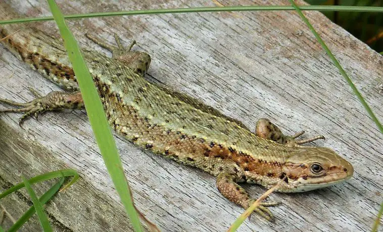 Viviparous Lizard