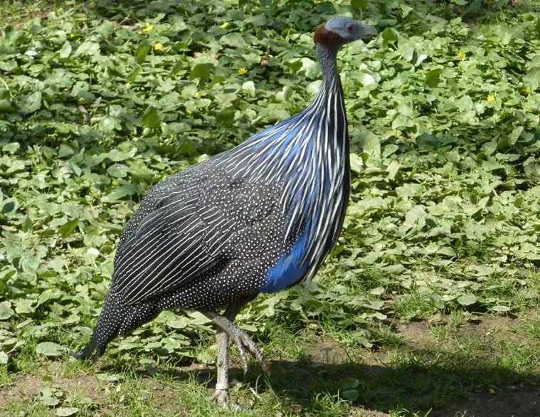 Vulturine Guineafowl (Acryllium vulturinum)