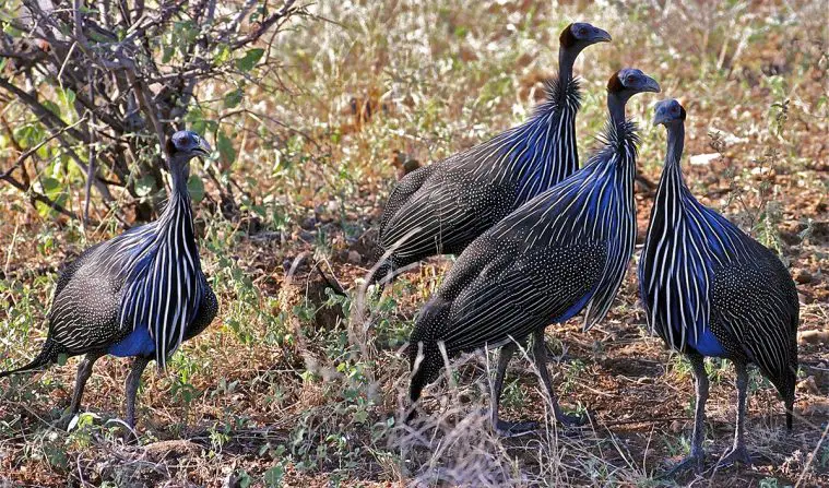 Vulturine Guineafowl (Acryllium vulturinum)