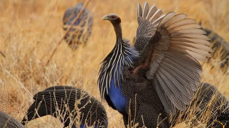 Vulturine Guineafowl (Acryllium vulturinum)