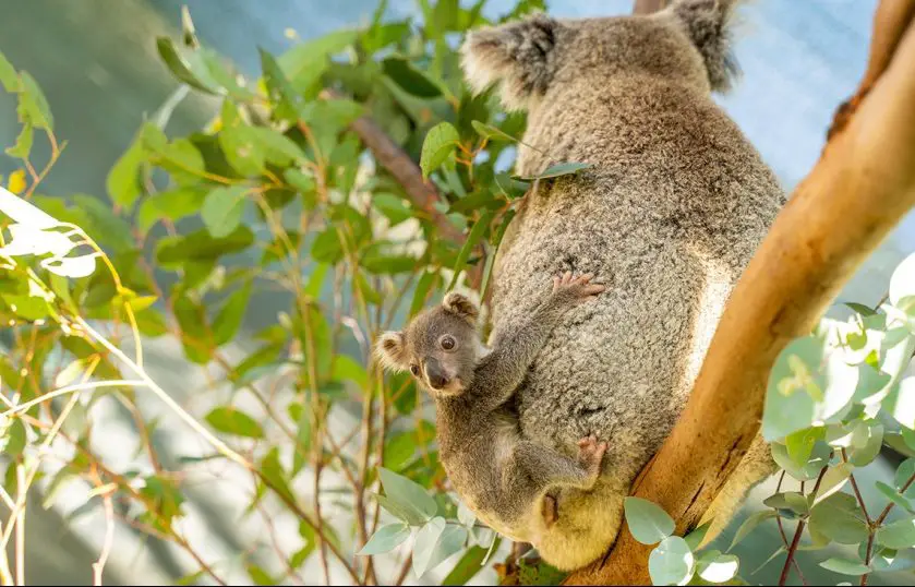 Koala Joey Wild Life Sydney Zoo
