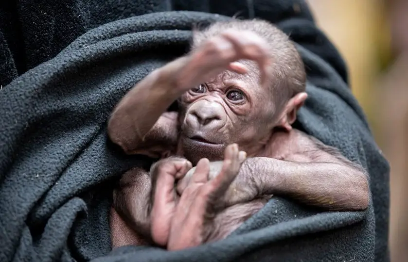 gorilla infant woodland park zoo