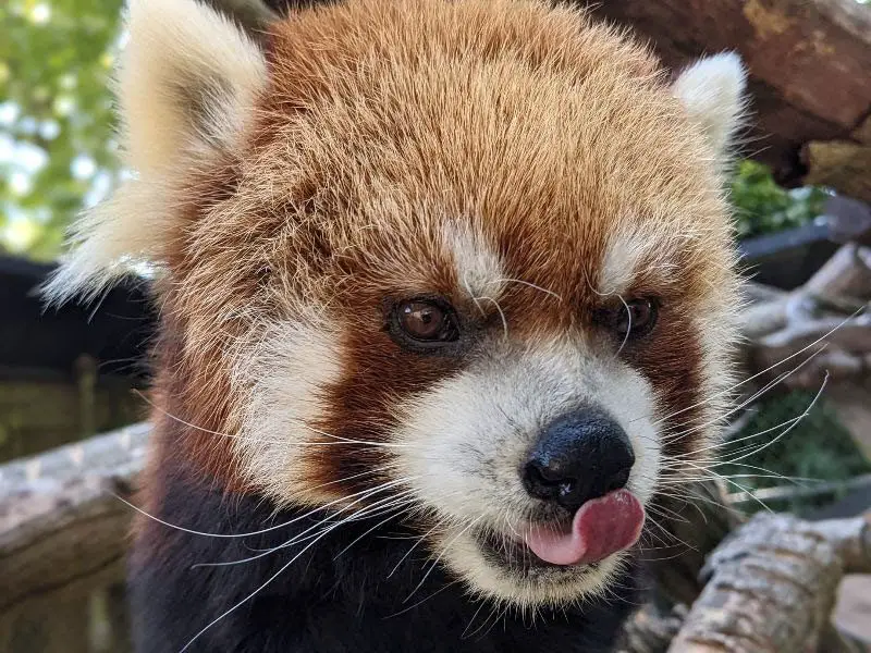 Woodland Park Zoo Red Panda Farewell
