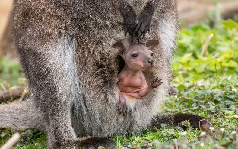 Red-Necked Wallaby Joey Marwell Zoo