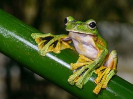 wallace's flying frog