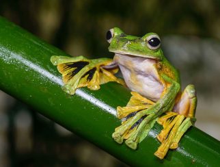 wallace's flying frog