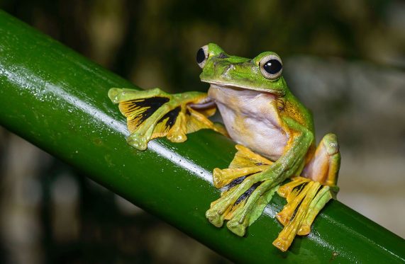 wallace's flying frog