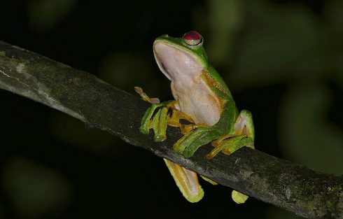 wallace's flying frog