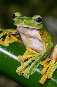 wallace's flying frog