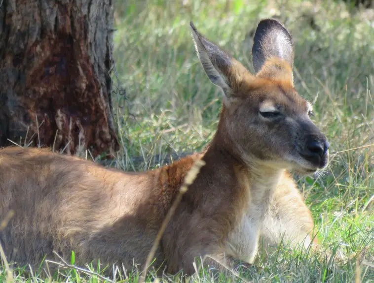 Common Wallaroo (Macropus robustus)
