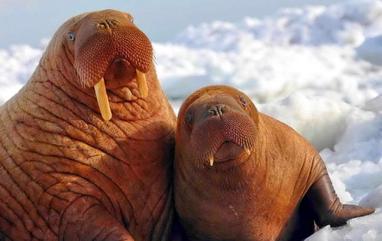 Walrus - The Animal Facts - Appearance, Diet, Habitat, Behavior