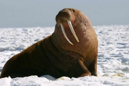 walrus