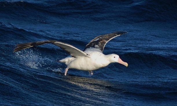 wandering albatross