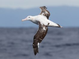 wandering albatross