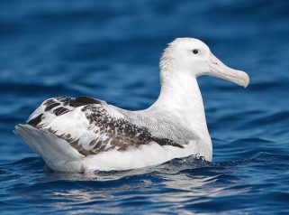 wandering albatross