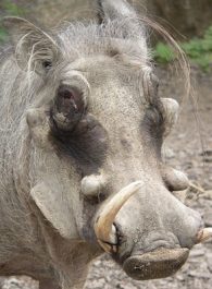 warthog