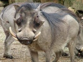 warthog