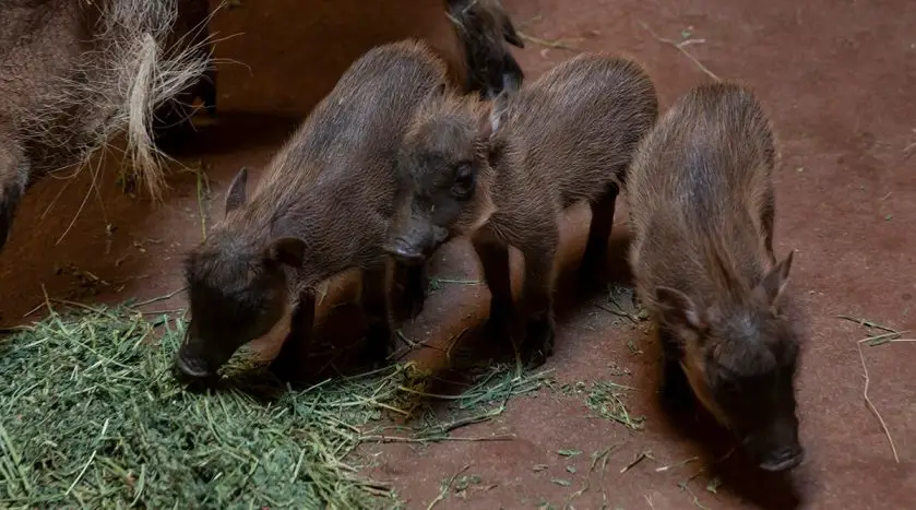 Warthog Piglets Zoo Atlanta