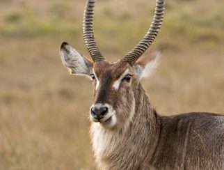 Waterbuck