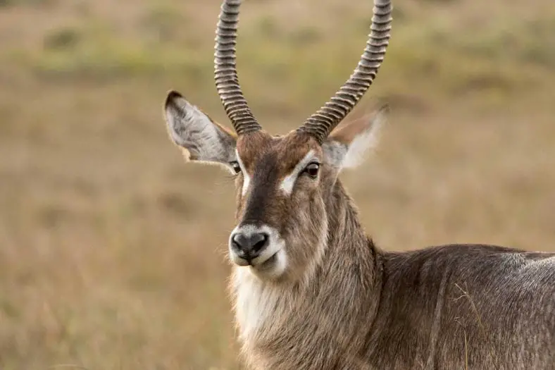 Waterbuck