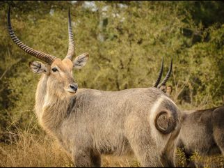Waterbuck