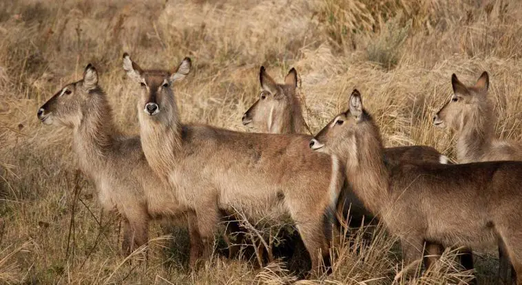 Waterbuck