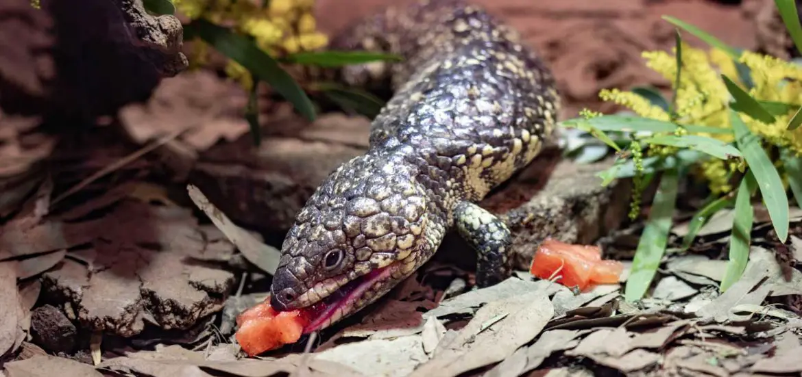 World Watermelon Day at WILD LIFE Sydney Zoo
