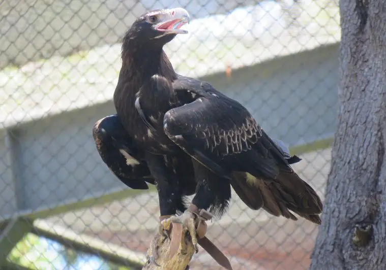 Wedge-Tailed Eagle (Aquila audax)