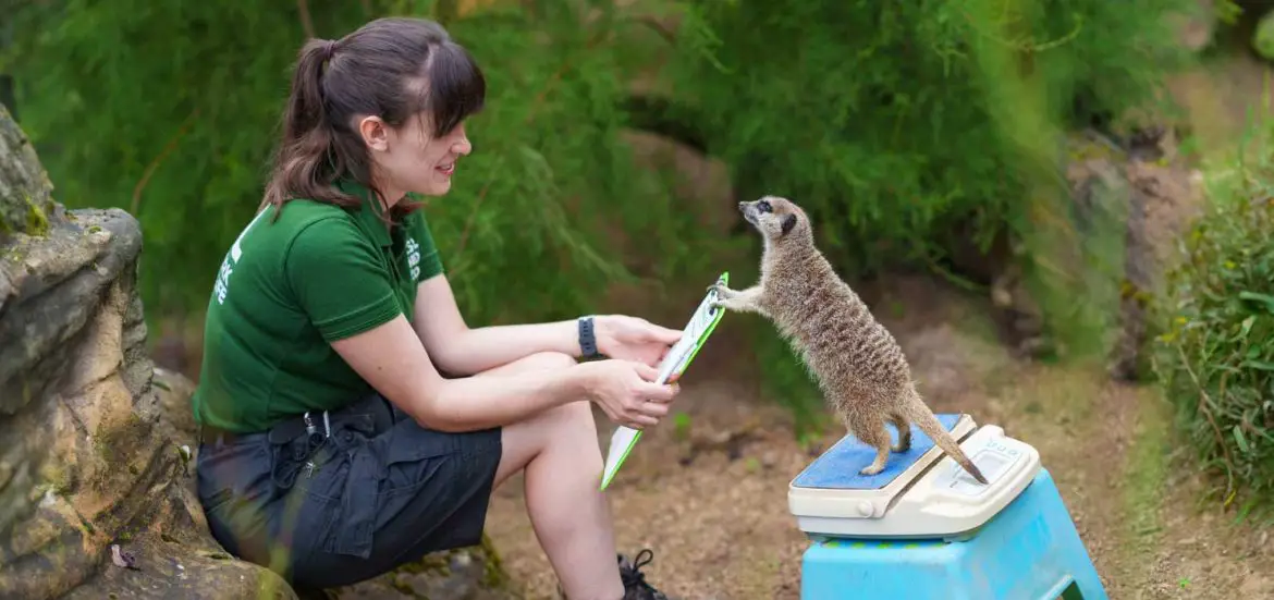London Zoo Animal Weigh In
