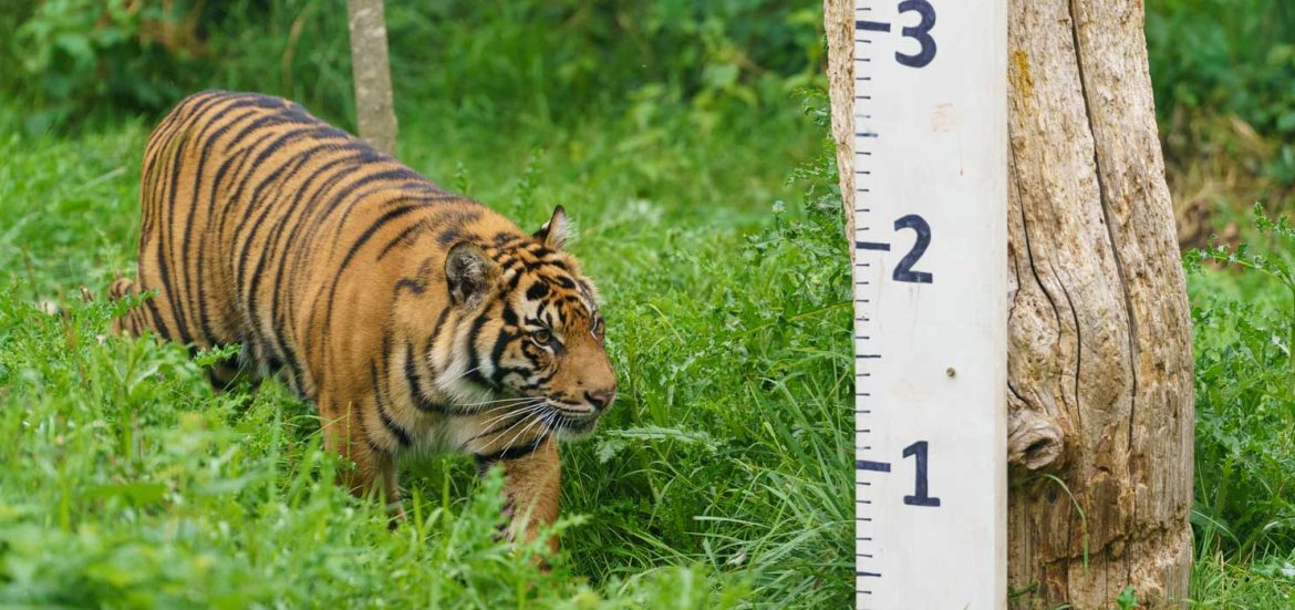 London Zoo Animal Weigh In