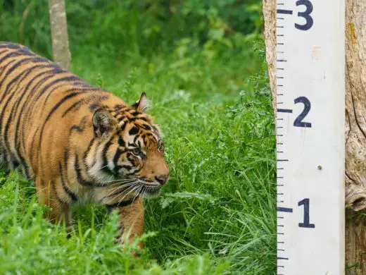 London Zoo Animal Weigh In