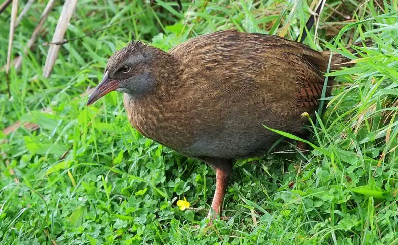 Weka