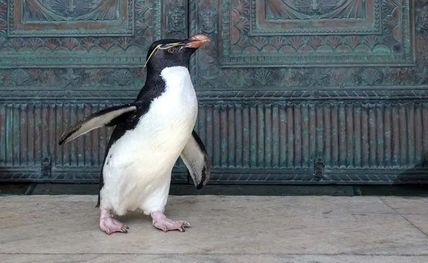 wellington the penguin