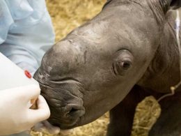 Werribee Open Range Zoo Rhino Calf