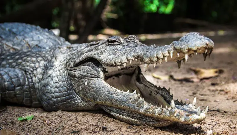 West African Crocodile