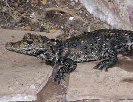 west african dwarf crocodile