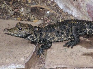 west african dwarf crocodile