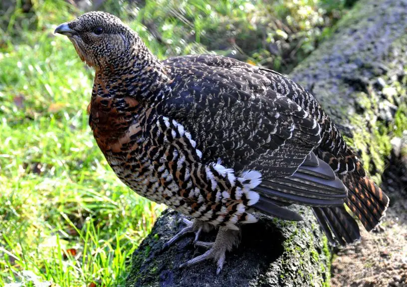 western capercaillie