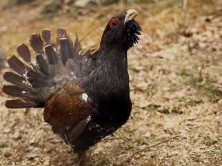 western capercaillie