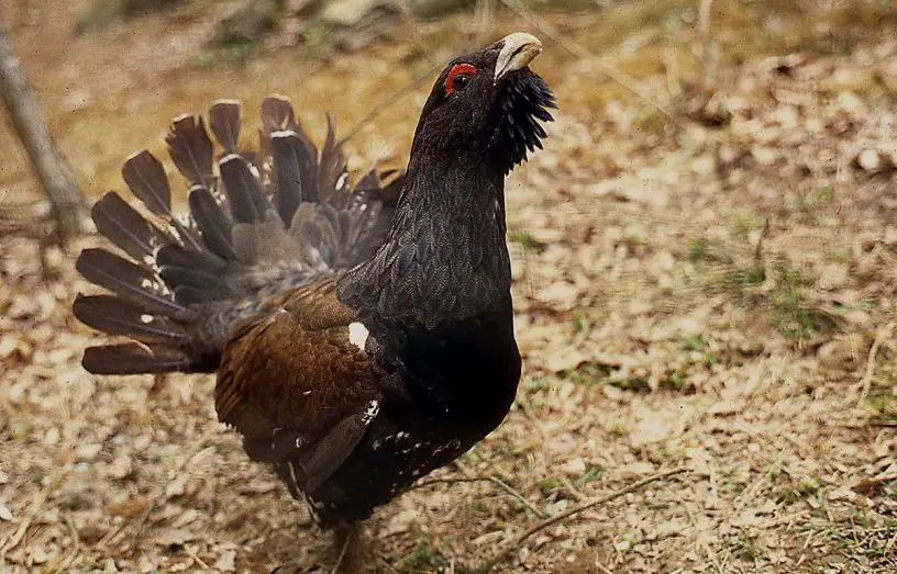 western capercaillie