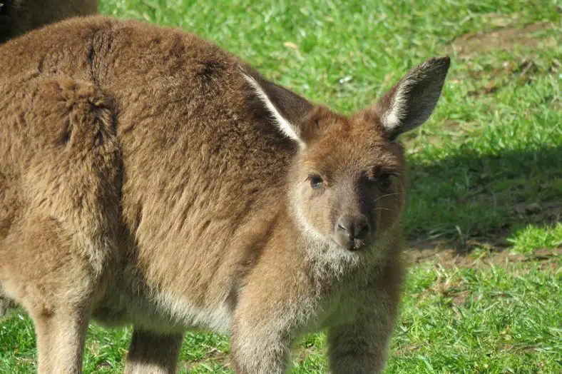 Western Grey Kangaroo