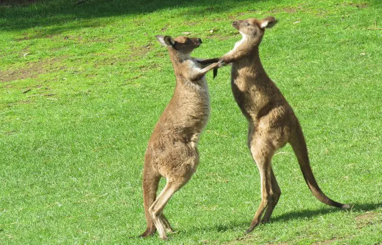 Western Grey Kangaroo